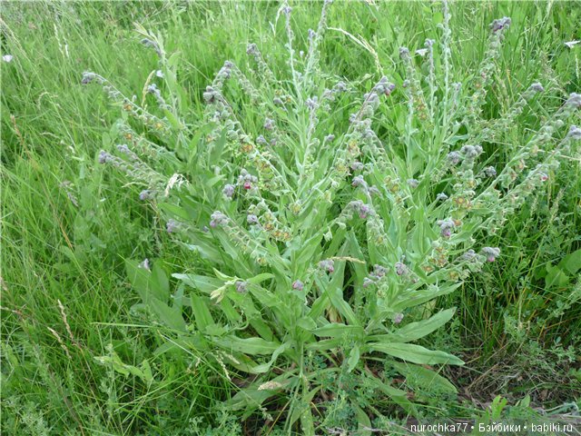 Сердце Соловьиного края — Туризм и путешествия: фотоотчеты из поездок