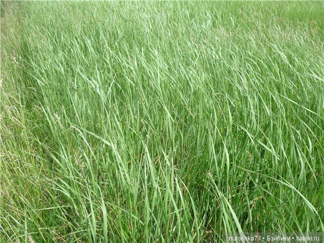 Сердце Соловьиного края — Туризм и путешествия: фотоотчеты из поездок