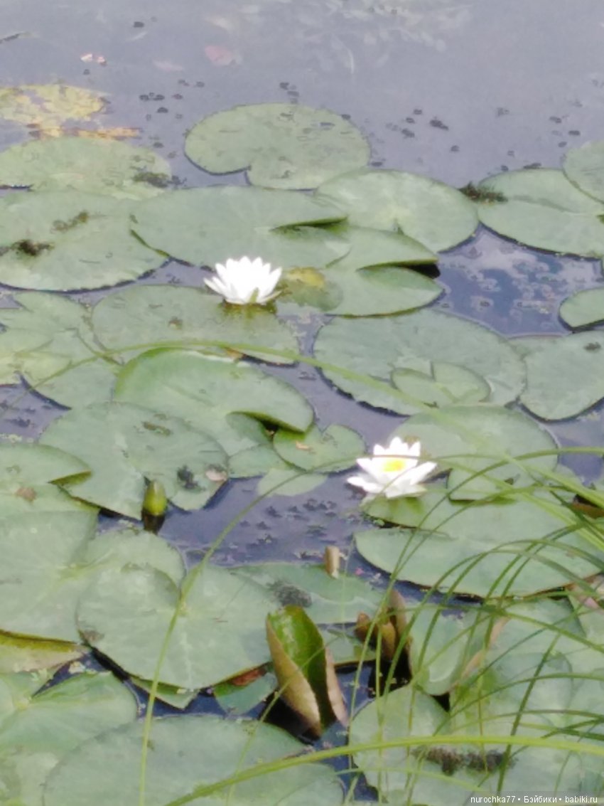 Крузики и лето — Куклы Kathe Kruse (Кате/Кэте Крузе): фото