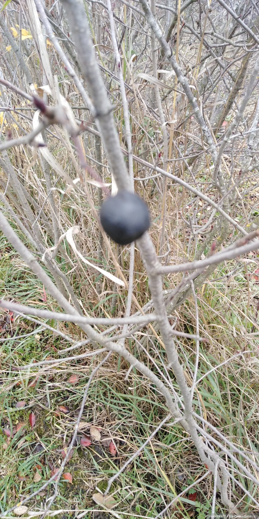 Ремонт куклы Ксюши — Чистка и лечение кукол: как убрать пятна