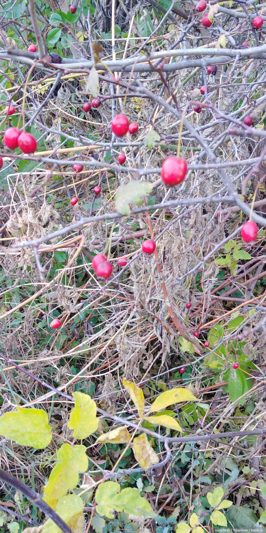 Ремонт куклы Ксюши — Чистка и лечение кукол: как убрать пятна