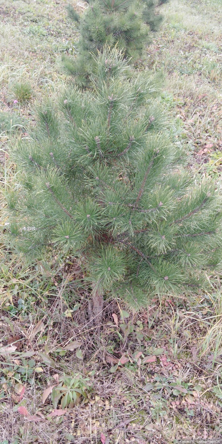 Ремонт куклы Ксюши — Чистка и лечение кукол: как убрать пятна