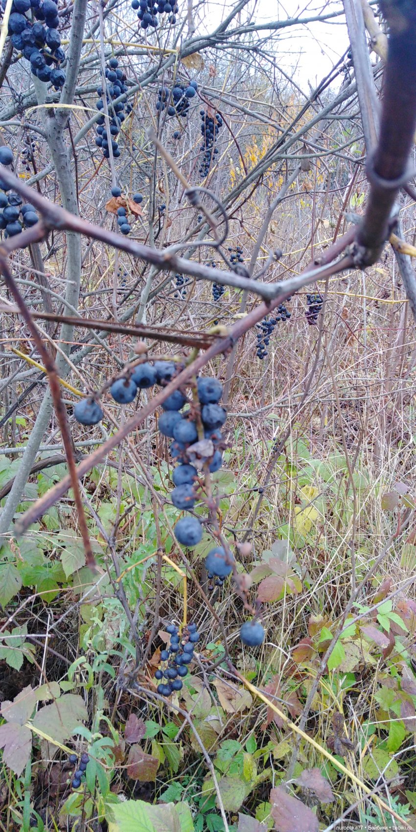 Ремонт куклы Ксюши — Чистка и лечение кукол: как убрать пятна