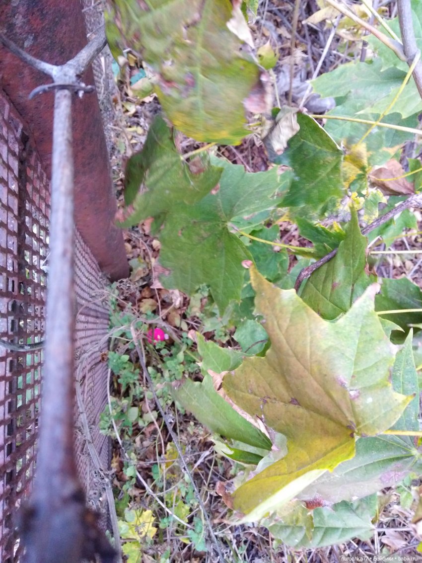 Про Нафочку. Допрыгалась Красная шапочка