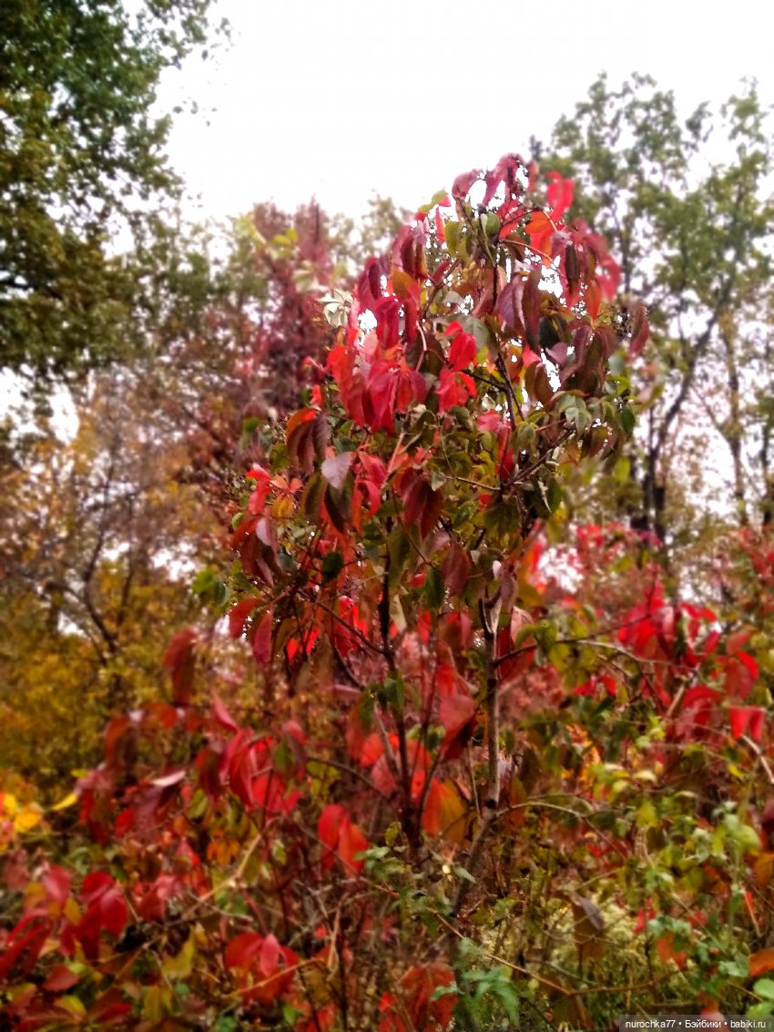 Про Нафочку. Допрыгалась Красная шапочка