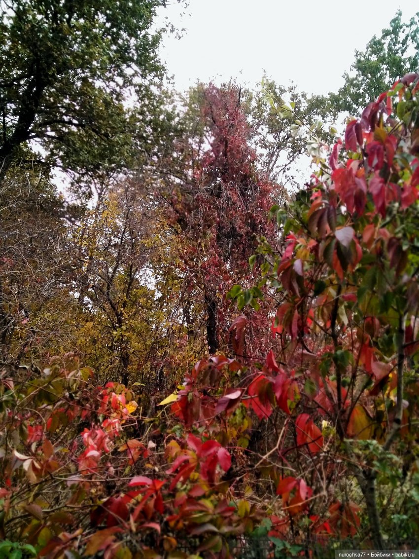 Про Нафочку. Допрыгалась Красная шапочка