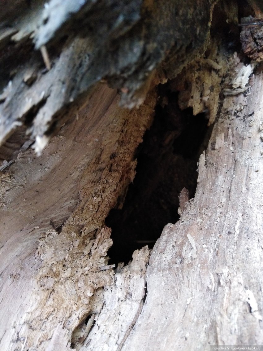 Про Нафочку. Лесные тайны. Эпизод 2 (фото 4)