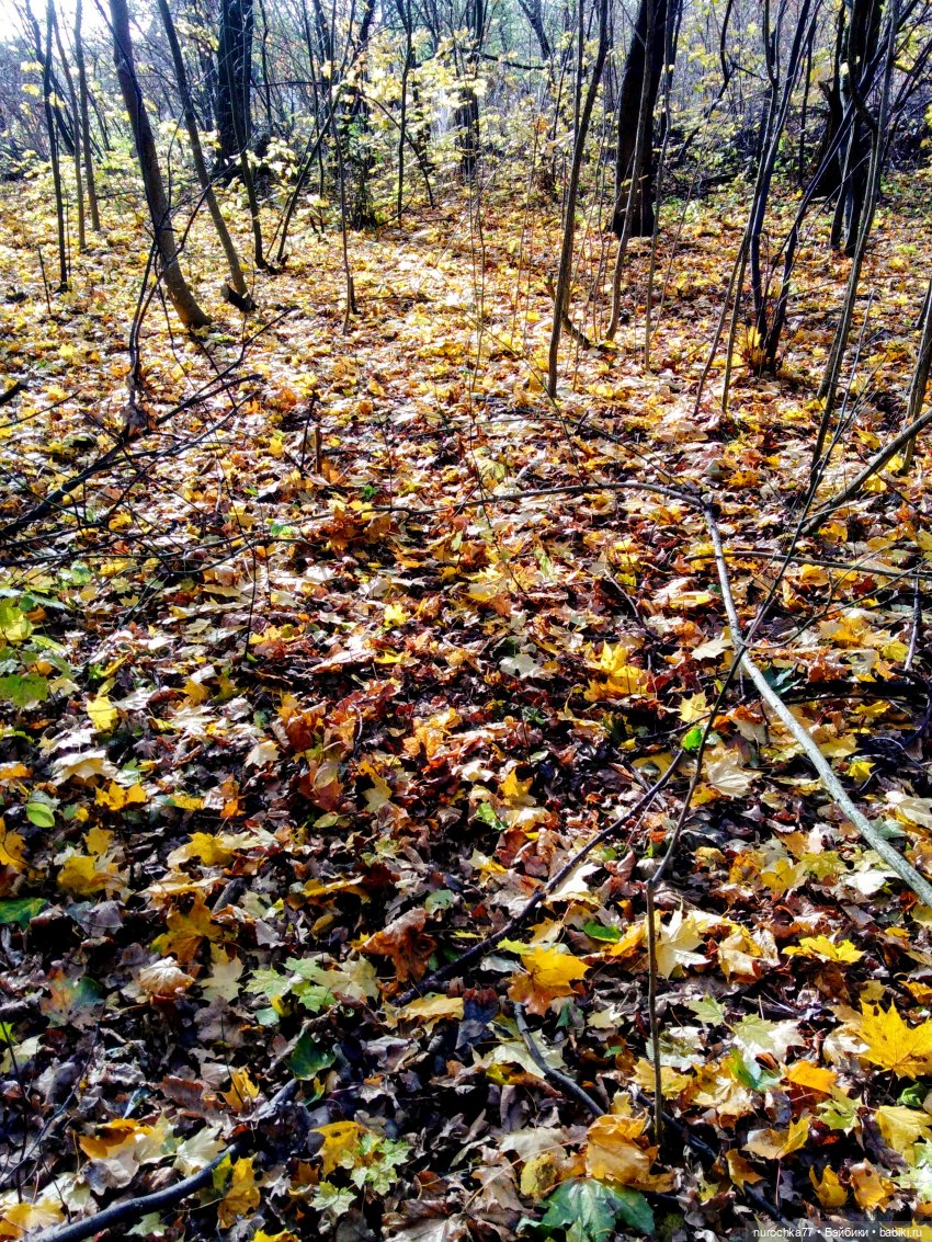 Про Нафочку. Лесные тайны. Эпизод 3 (фото 8)