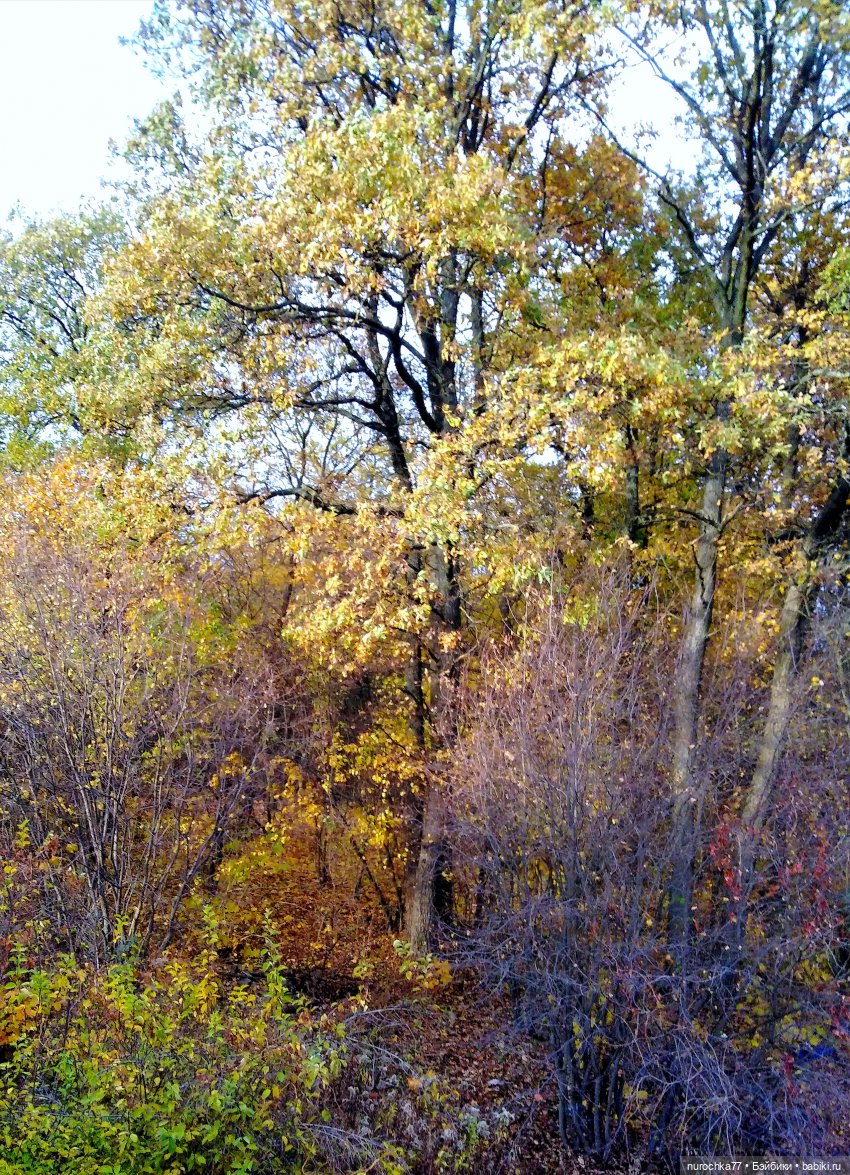 Про Нафочку. Лесные тайны. Эпизод 2 (фото 2)