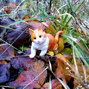 Кот выходит на тропу