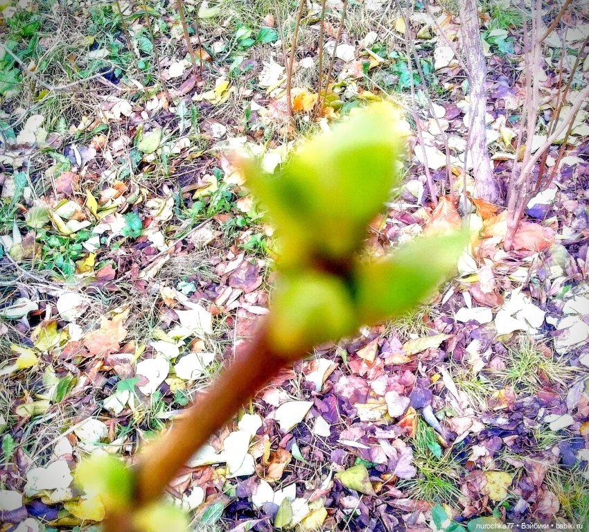 Про Нафочку. В гостях у тёплых Снеговичков (фото 3)