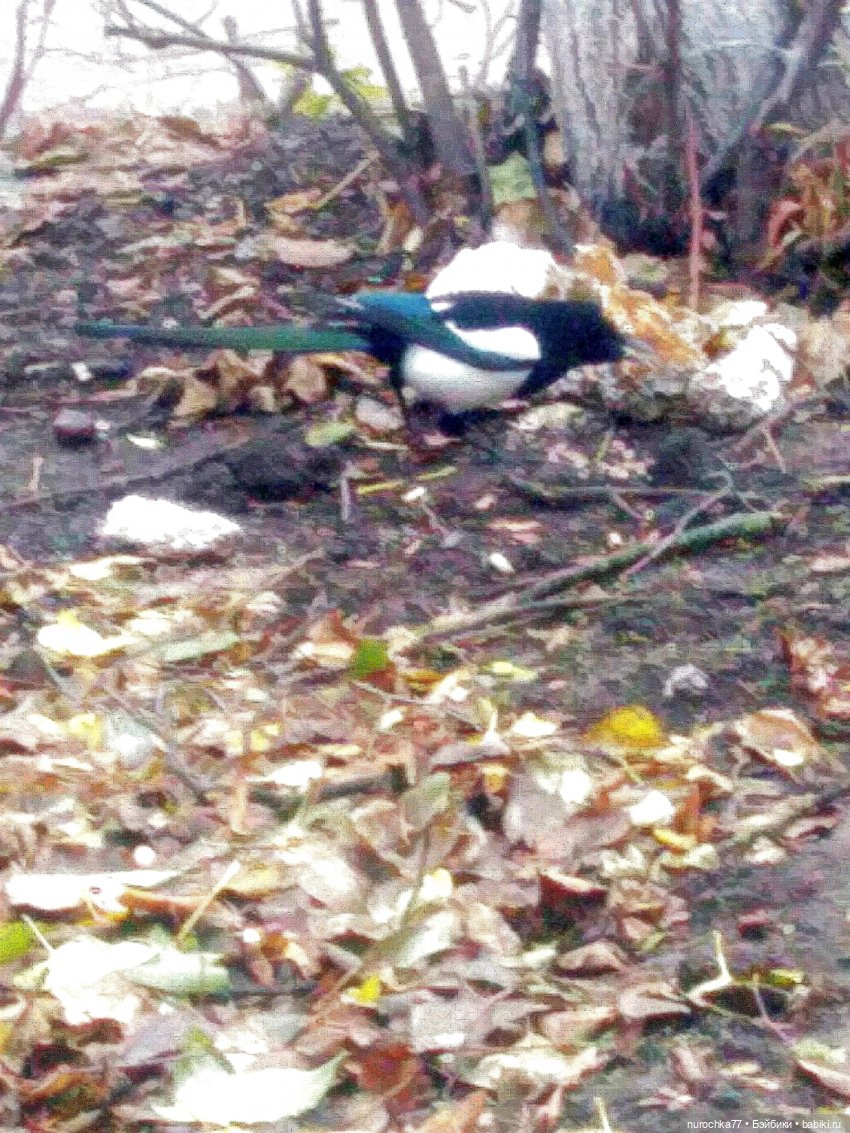 Про Нафочку. В гостях у тёплых Снеговичков (фото 4)