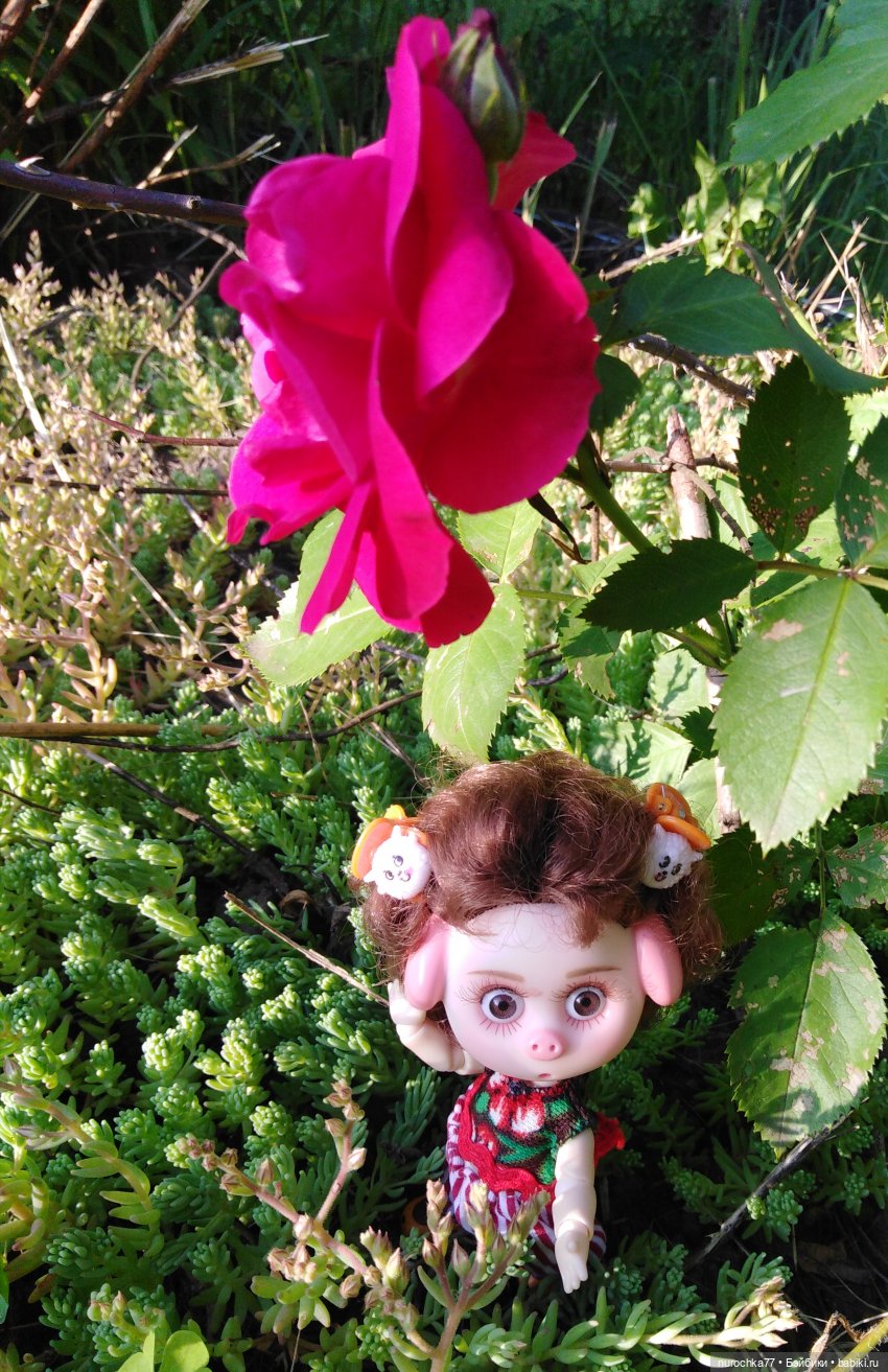 Про Нафочку. Долгий путь в страну свободных поросят