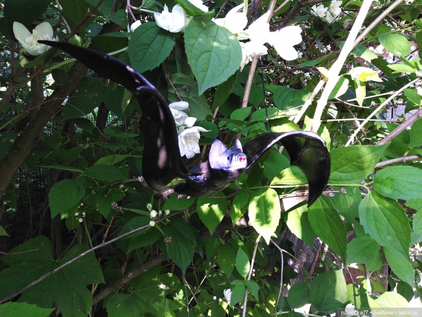 Про Нафочку. Долгий путь в страну свободных поросят (фото 3)