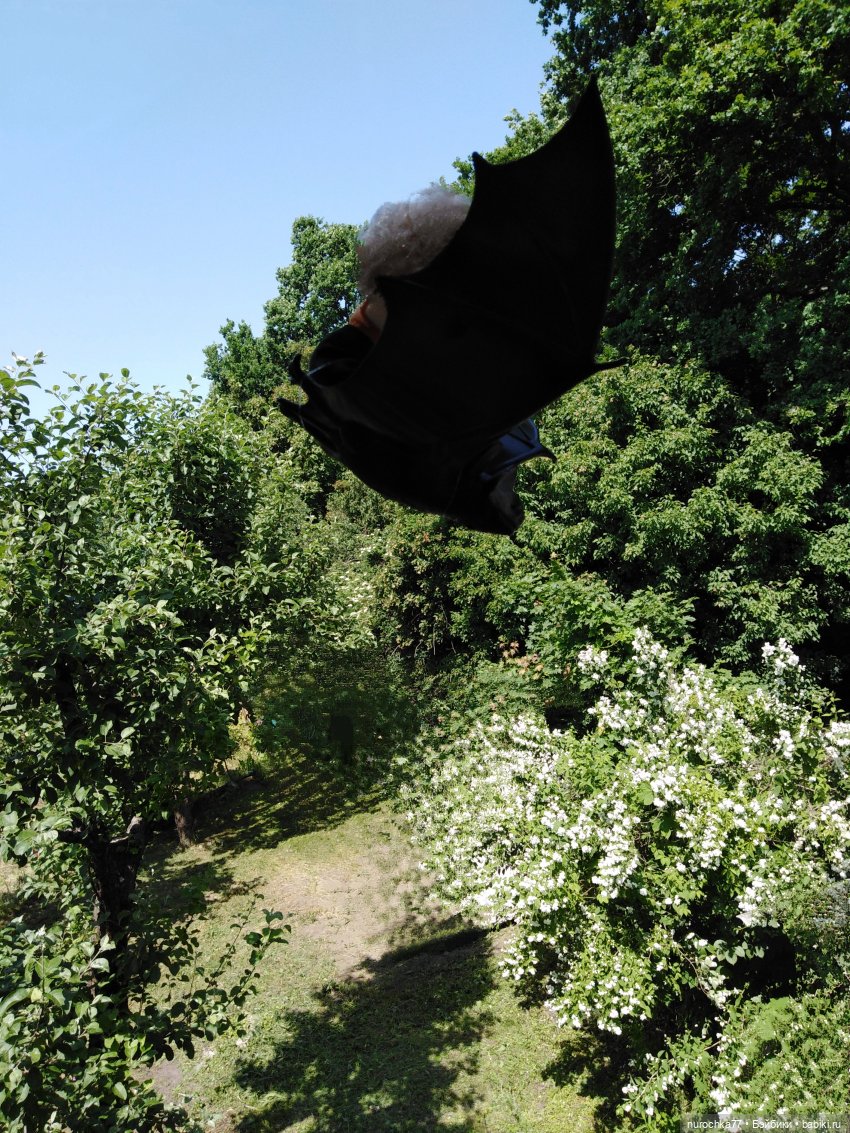 Про Нафочку. Долгий путь в страну свободных поросят (фото 5)