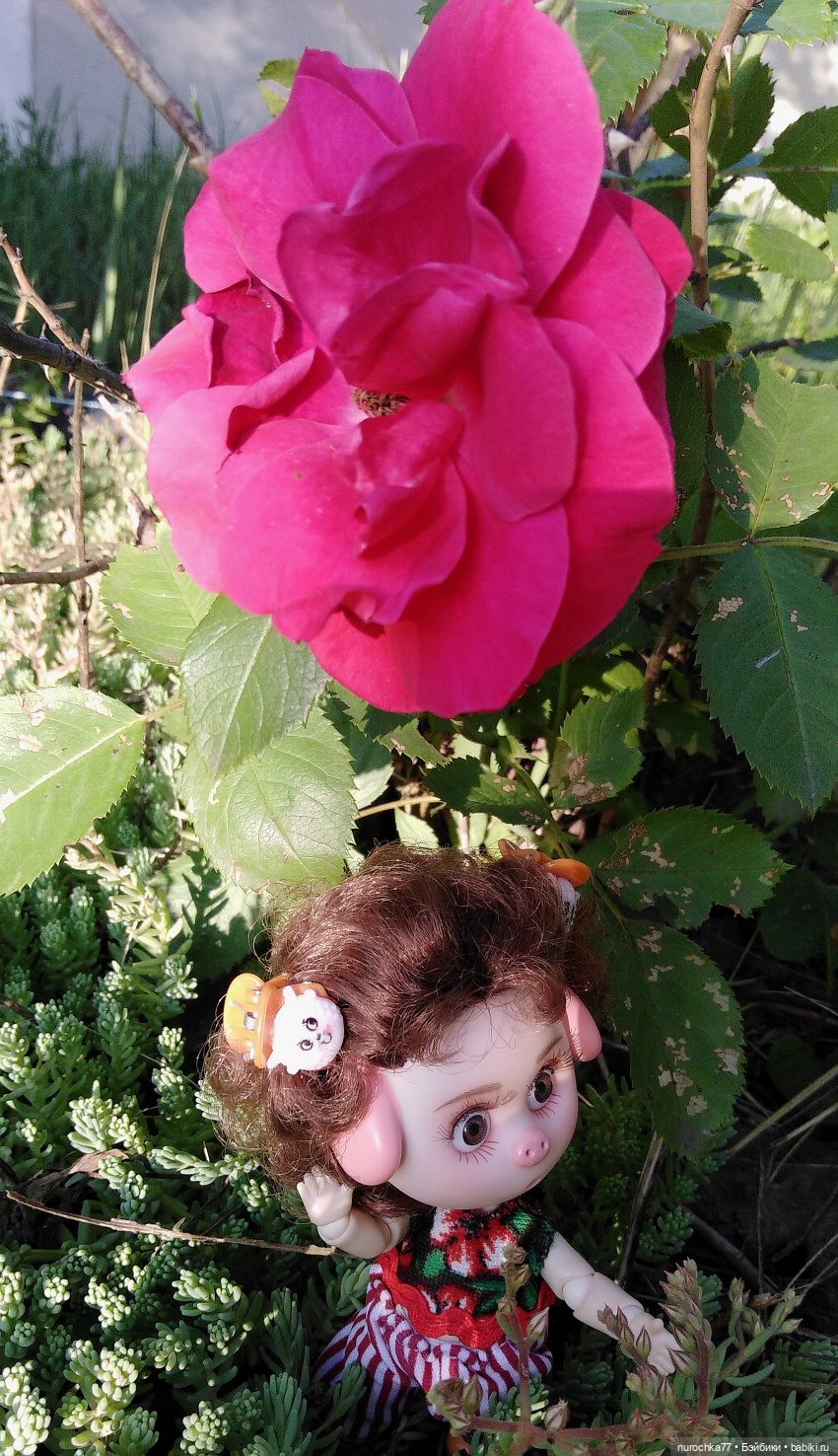 Про Нафочку. Долгий путь в страну свободных поросят