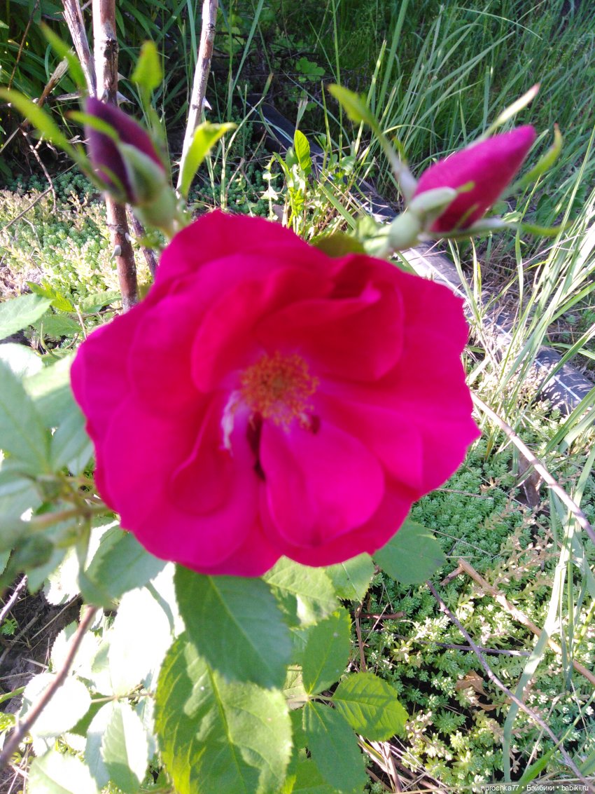 Про Нафочку. Долгий путь в страну свободных поросят