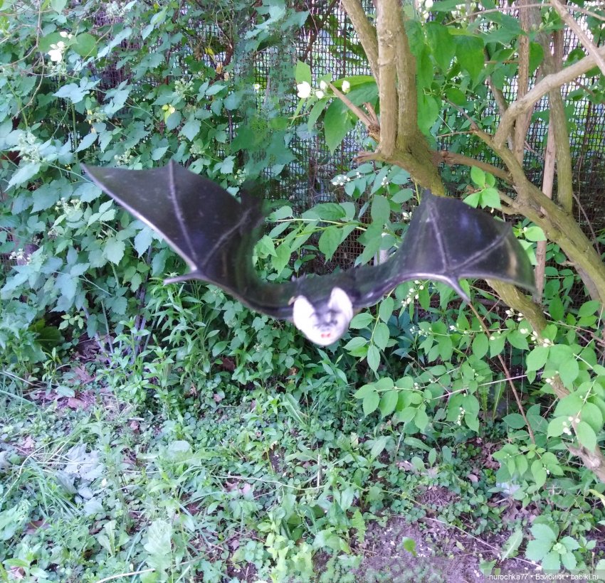 Про Нафочку. Долгий путь в страну свободных поросят (фото 4)