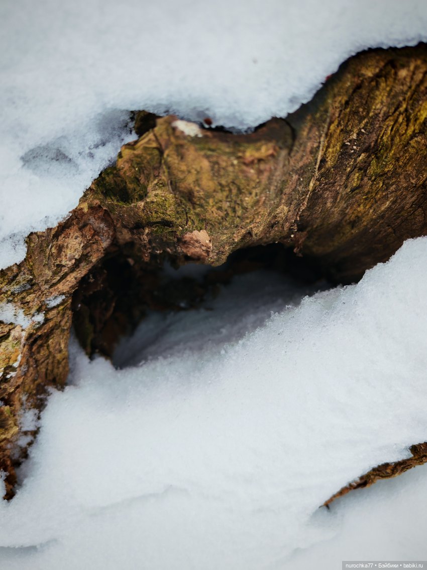 Про Нафочку. Лесная встреча с друзьями (фото 8)