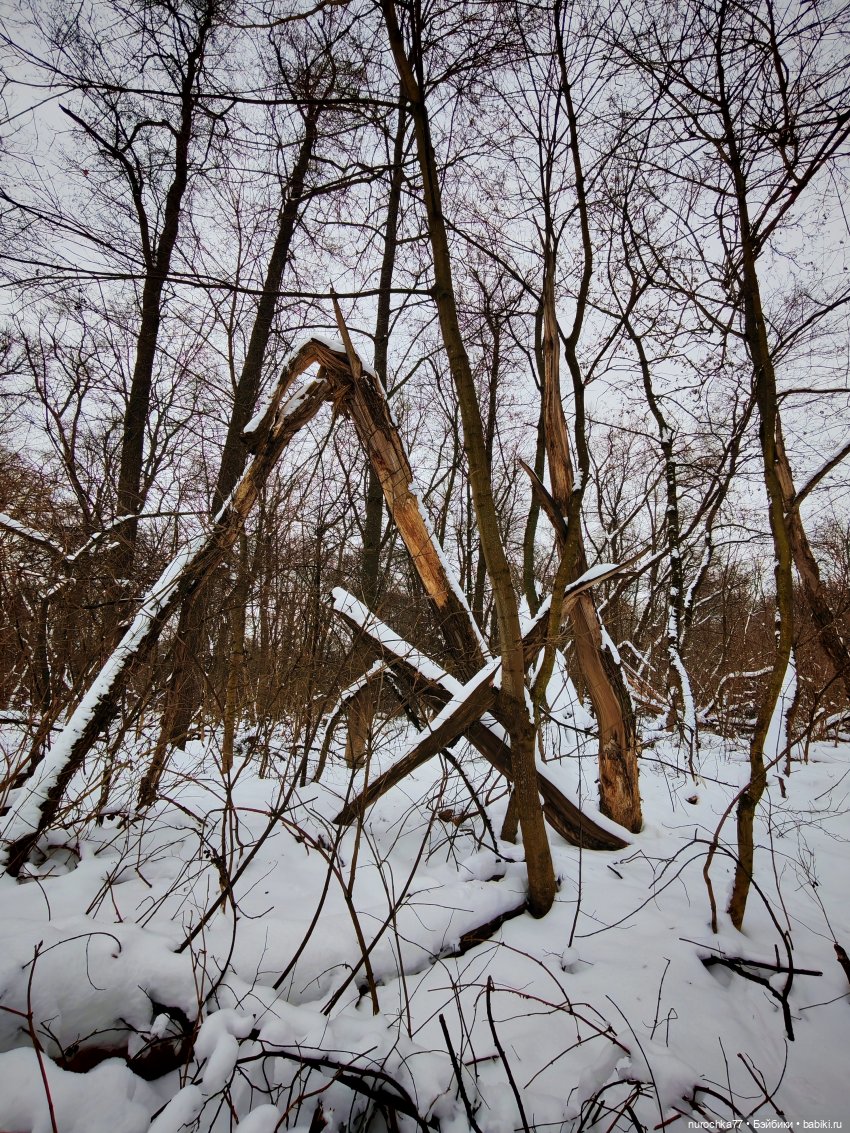 Про Нафочку. Лесная встреча с друзьями (фото 3)