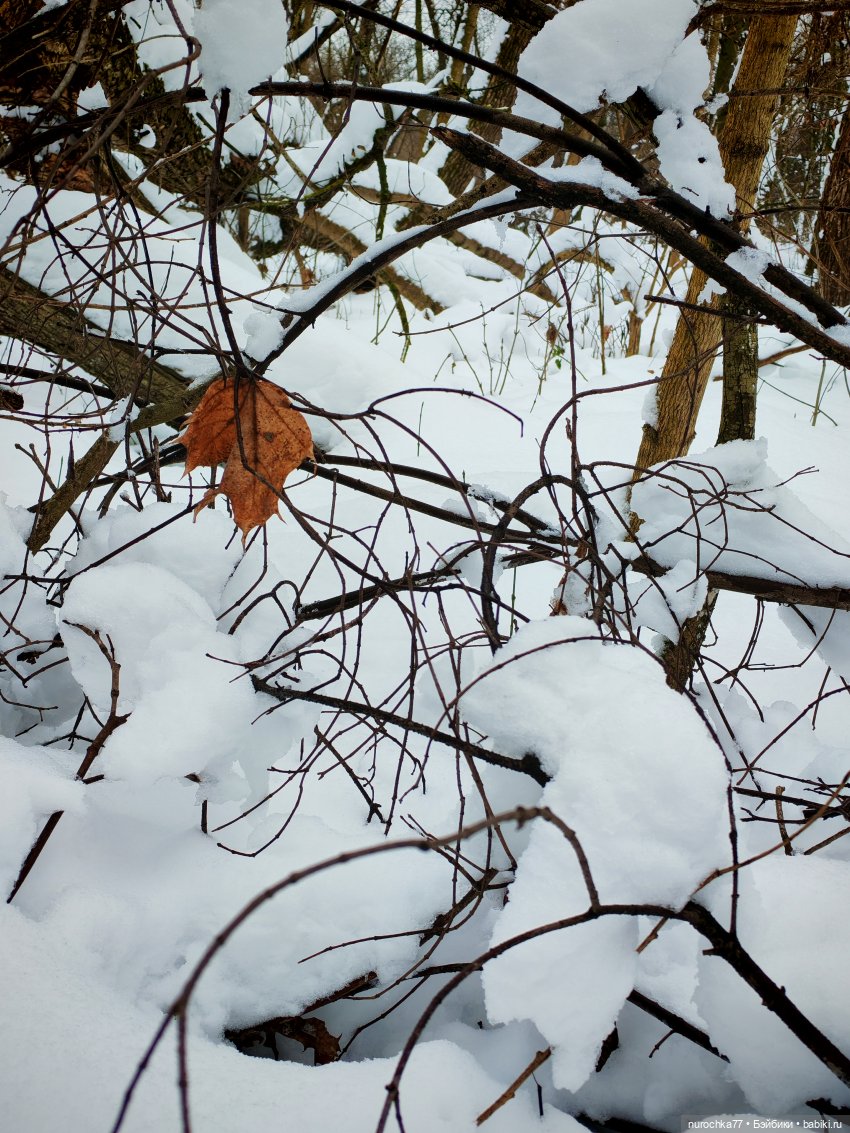 Про Нафочку. Лесная встреча с друзьями (фото 5)