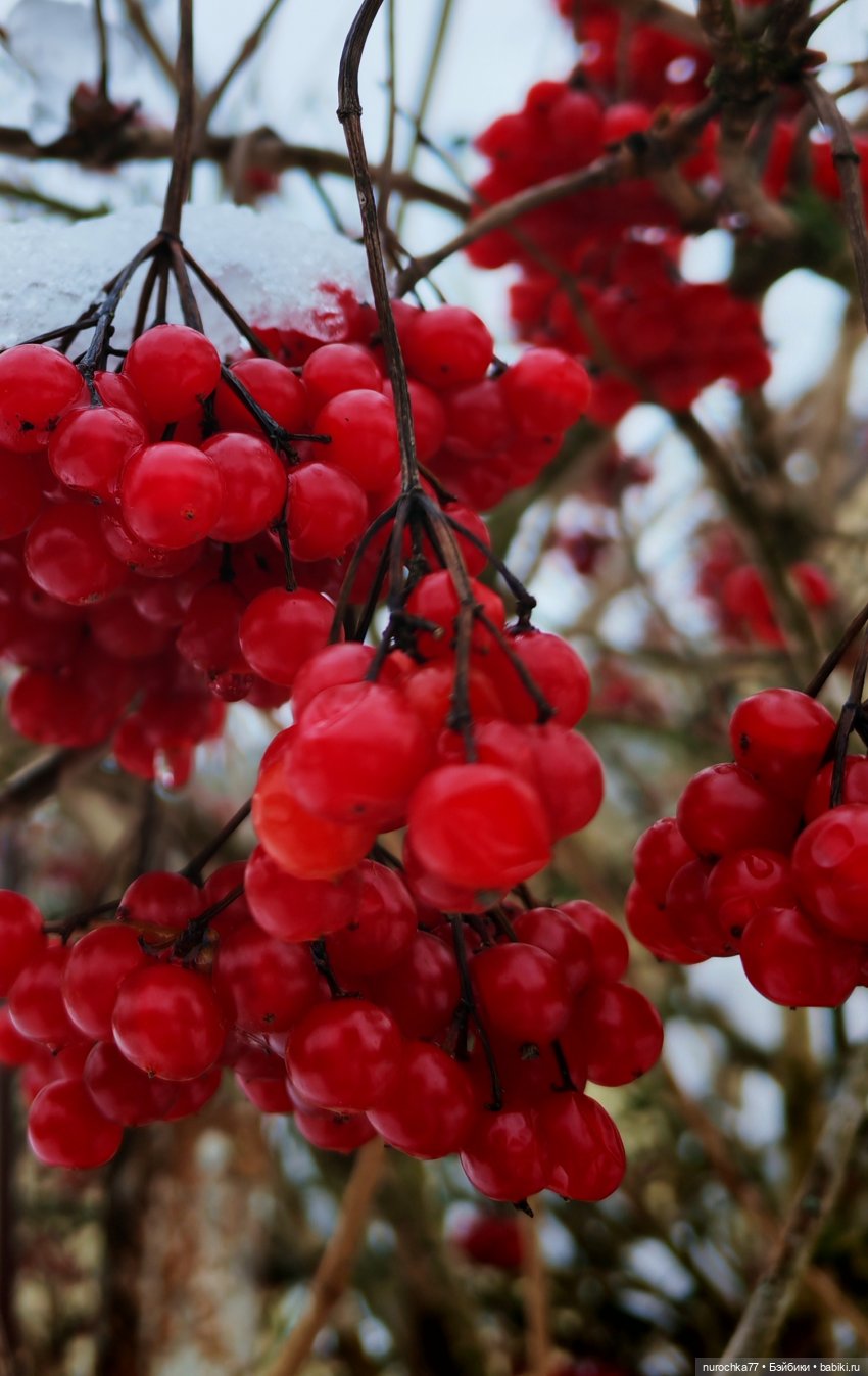 Про Нафочку. Лесная встреча с друзьями