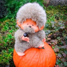 Время собирать тыквы