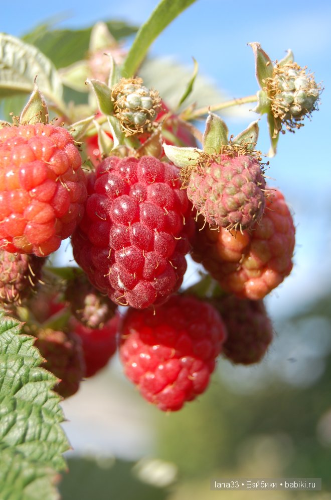 Кукла реборн Дариночка, золотое солнышко. Детская Светланы Матляк