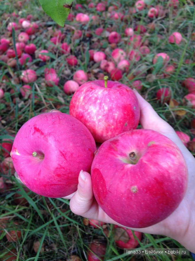 Кукла реборн Дариночка, золотое солнышко. Детская Светланы Матляк