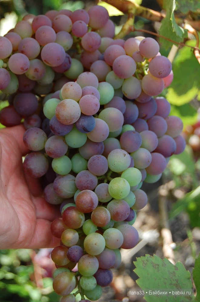 Кукла реборн Дариночка, золотое солнышко. Детская Светланы Матляк