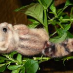 Бурундучок ищет новый дом