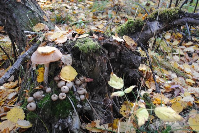 "Бабье лето" | Бэйбики "Бабье лето" — Куклы Fairyland (ФэйриЛэнд): BJD (БЖД)