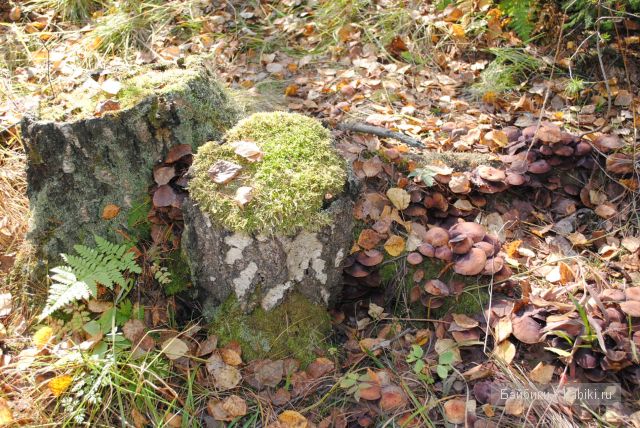 "Бабье лето" | Бэйбики "Бабье лето" — Куклы Fairyland (ФэйриЛэнд): BJD (БЖД)