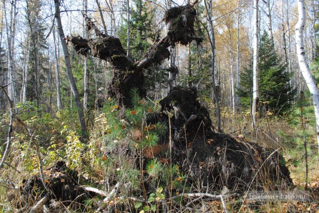 "Бабье лето" | Бэйбики "Бабье лето" — Куклы Fairyland (ФэйриЛэнд): BJD (БЖД)