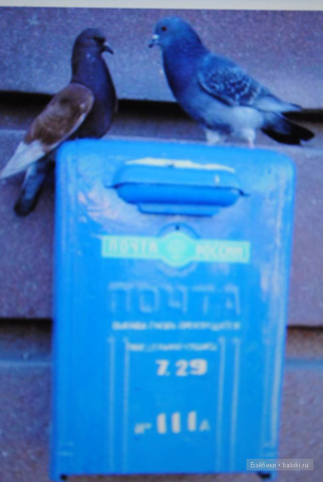 А у Вас? Почта. Отправление посылок, получение посылок (фото 6)