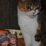 Большое путешествие маленьких девочек. Куклы БЖД - реалпуки