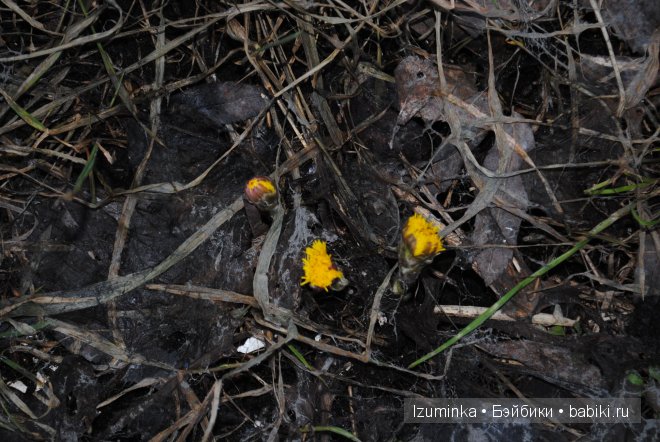 Лайла, Кайе Вигс