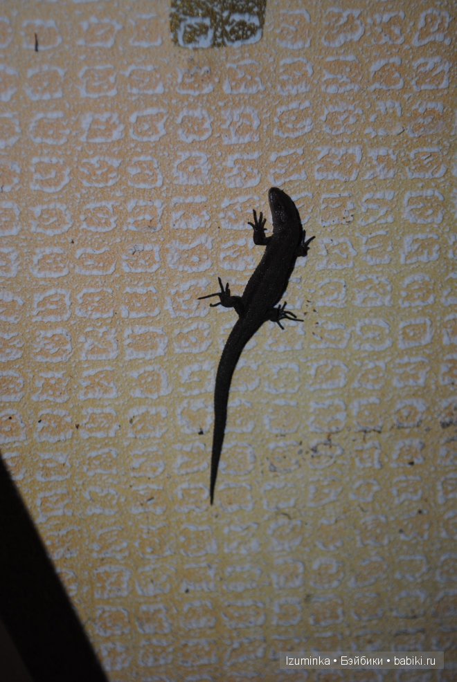 Хоуп от Кайе Вигс