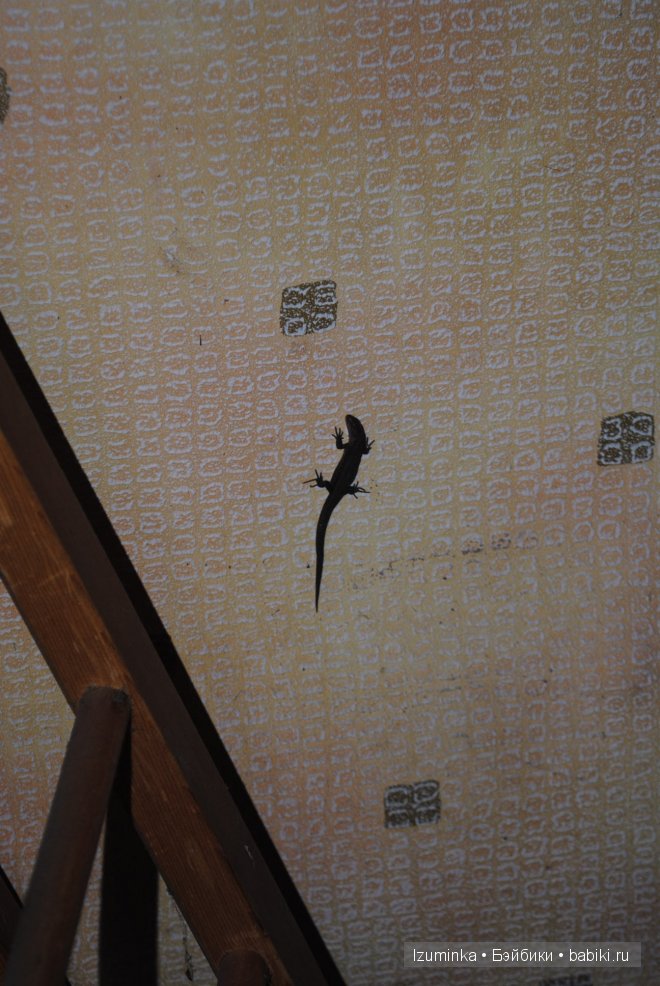 Хоуп от Кайе Вигс