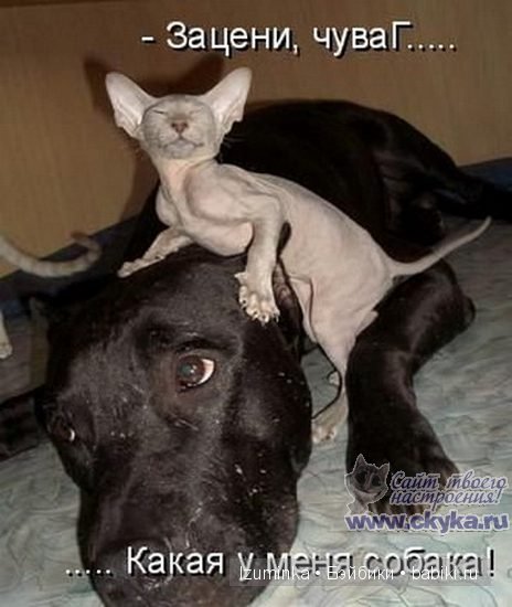 забавные животные забавные животные