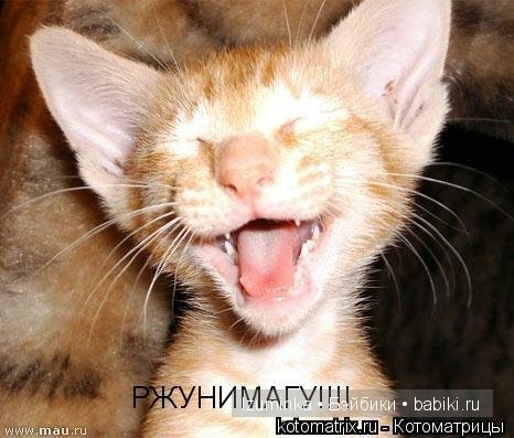 забавные животные забавные животные