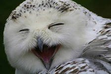 забавные животные забавные животные
