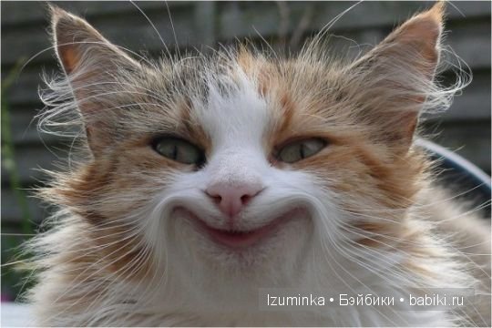 забавные животные забавные животные