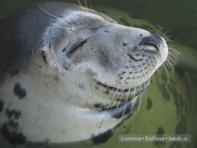 забавные животные забавные животные