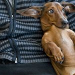 ...От улыбки станет всем светлей!