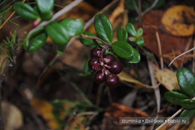 Минифи Фейриленд