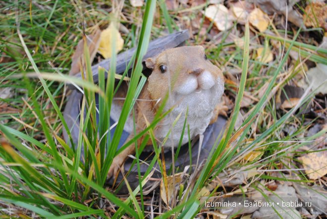 Минифи Фейриленд