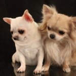 Какая она, чихуахуа?