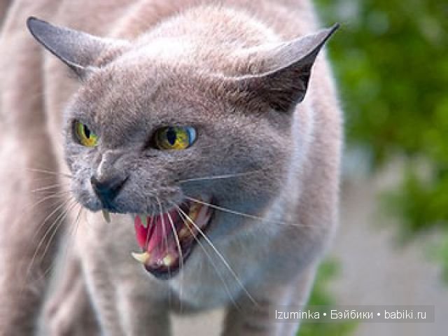 Кошка- нянька — Болталка и разговоры обо всем: жизнь (фото 5)