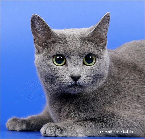 Кошка- нянька — Болталка и разговоры обо всем: жизнь (фото 2)